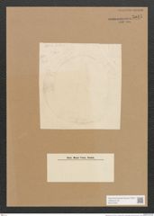 Diatomeae indet. (de-Toni-Nr.: Species 2509 ?) Zeichnungen Sammlung Grunow Nr. 5045 (NHMW-BOT-W0373306)